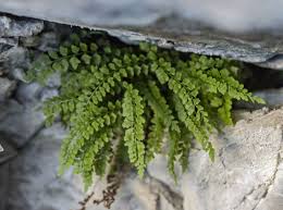 Attēlu rezultāti vaicājumam “Asplenium viride”