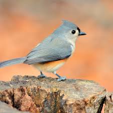 Image result for Bird