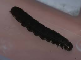 Attēlu rezultāti vaicājumam “Eupsilia transversa”