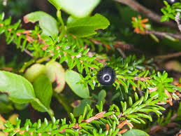 Attēlu rezultāti vaicājumam “Empetrum nigrum leaf”