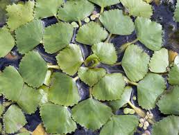 Attēlu rezultāti vaicājumam “Trapa natans”