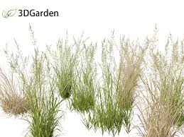 Attēlu rezultāti vaicājumam “Arrhenatherum elatius”