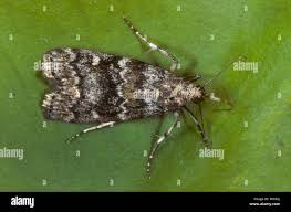 Attēlu rezultāti vaicājumam “Dioryctria abietella”