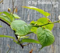 Attēlu rezultāti vaicājumam “Actinidia kolomikta”