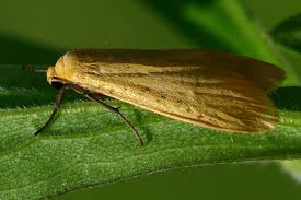 Attēlu rezultāti vaicājumam “Eilema sororcula”