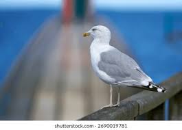 Attēlu rezultāti vaicājumam “Larus argentatus”