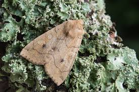 Attēlu rezultāti vaicājumam “Enargia paleacea”