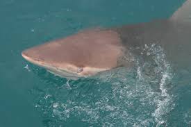 Image result for Carcharhinus brachyurus