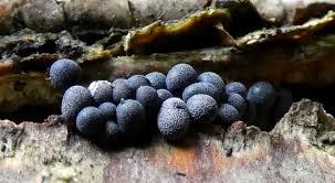 Attēlu rezultāti vaicājumam “Badhamia capsulifera”