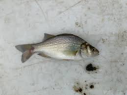 Image result for Morone americana