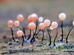 Attēlu rezultāti vaicājumam “Diderma tigrinum macro”