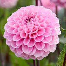 Image result for Dahlia x pinnata `Pompon Lilliput`