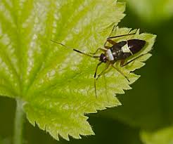 Attēlu rezultāti vaicājumam “Closterotomus biclavatus imago”