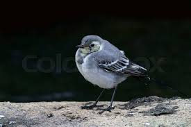 Attēlu rezultāti vaicājumam “Motacilla alba juvenile”