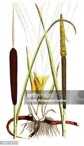 Image result for Rohrkolben