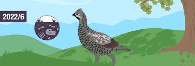 Attēlu rezultāti vaicājumam “Tetrastes bonasia eggs”