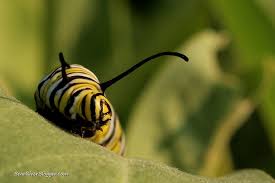 Image result for monarch caterpillar