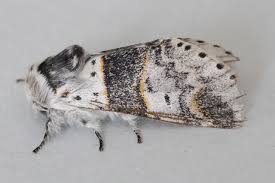 Attēlu rezultāti vaicājumam “Furcula bifida”