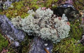 Attēlu rezultāti vaicājumam “Cladonia stygia”
