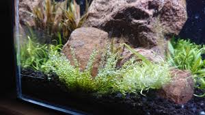 Attēlu rezultāti vaicājumam “Plagiomnium affine”