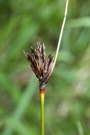 Attēlu rezultāti vaicājumam “Schoenus ferrugineus bud”