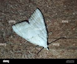 Attēlu rezultāti vaicājumam “Nola aerugula”