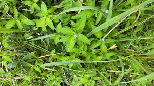 Attēlu rezultāti vaicājumam “Honckenya peploides bud”