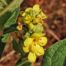 Attēlu rezultāti vaicājumam “Verbascum thapsus flower”