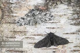 Attēlu rezultāti vaicājumam “Biston betularia”