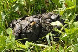 Attēlu rezultāti vaicājumam “Trichocera regelationis”