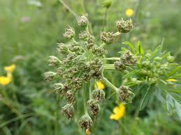 Attēlu rezultāti vaicājumam “Selinum carvifolia”