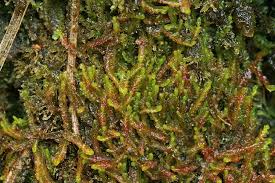 Attēlu rezultāti vaicājumam “Odontoschisma sphagni”