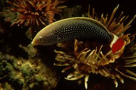 Image result for Labrus mixtus