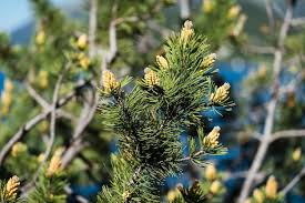 Attēlu rezultāti vaicājumam “Pinus mugo male flower”