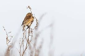 Attēlu rezultāti vaicājumam “Carduelis cannabina adult”