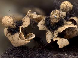 Attēlu rezultāti vaicājumam “Diderma floriforme macro”