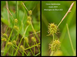Attēlu rezultāti vaicājumam “Carex lepidocarpa”