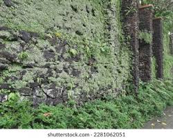 Attēlu rezultāti vaicājumam “Marchantiopsida”