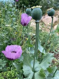 Image result for Papaver somniferum