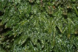 Attēlu rezultāti vaicājumam “Plagiothecium denticulatum”