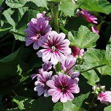 Attēlu rezultāti vaicājumam “Malva moschata alba leaf”