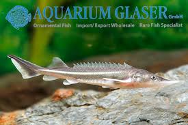 Image result for Acipenser