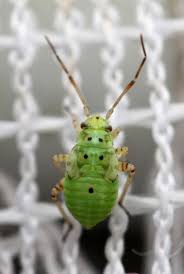 Attēlu rezultāti vaicājumam “Lygus nymph”