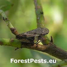 Attēlu rezultāti vaicājumam “Aphrophora alni nymph”