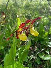 Attēlu rezultāti vaicājumam “Cypripedium calceolus”