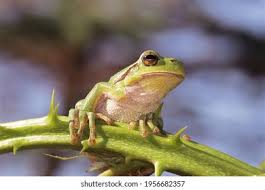 Attēlu rezultāti vaicājumam “Hyla arborea adult”