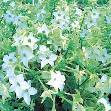 Image result for Nicotiana x sanderae