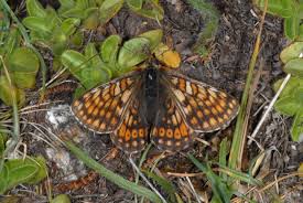 Attēlu rezultāti vaicājumam “Euphydryas maturna upperside”
