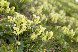 Image result for Himmelschlüssel