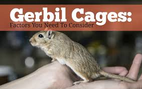 Image result for Gerbil